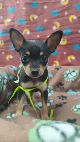 PINSCHER MACHO ?