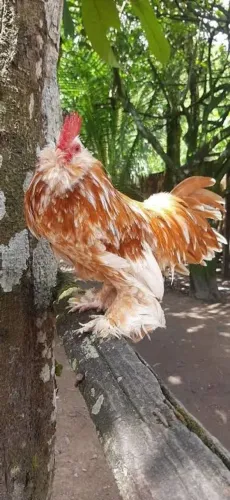 Galo Galinha Pintinhos Raça Belgian 