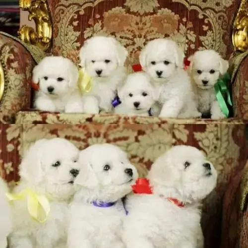 Bichon Frisé disponível! 