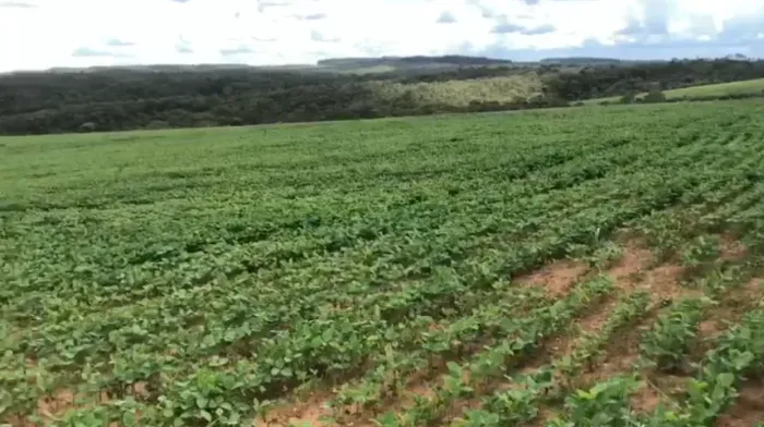 FAZENDA 115 ALQUEIRES - ÁGUA FRIA/GO