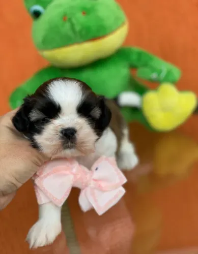 Shih Tzu para reserva 