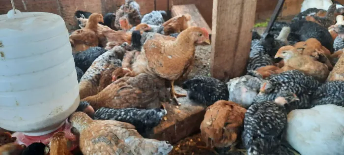 Lindas franguinhas raças variadas. 