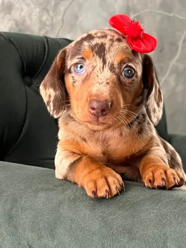 dachshund olhos verdes