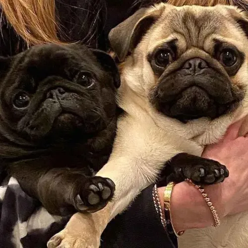 Filhote Pug, O Cãopanheiro Perfeito Para Todos os Momentos!