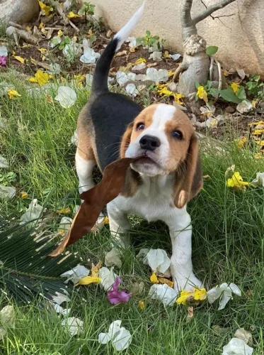 Beagle bondoso 