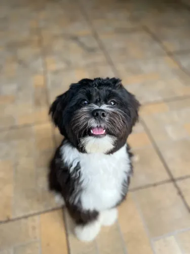 Procura-se uma namorada lhasa Apso