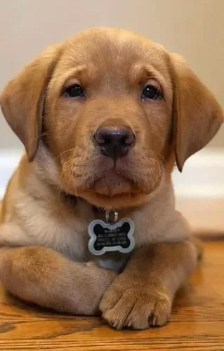 Filhote Labrador coleira em forma de osso