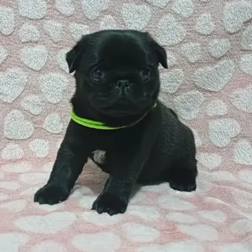 Filhotes de Pug | Uma companhia que ilumina qualquer ambiente.