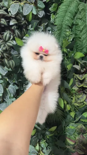 LULU DA POMERANIA ANÃO É ALTO PADRÃO!!!