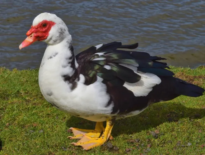 Patos , galinha da Angola , peru ?