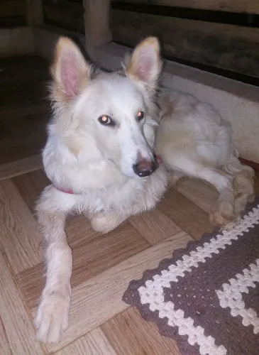 Cachorro Border Collie