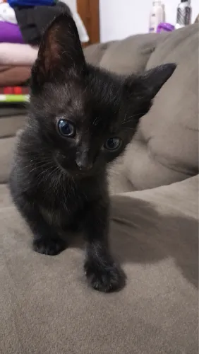 Doação de filhos de gatos