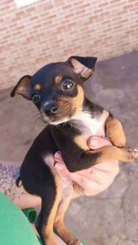 Pinscher macho 
