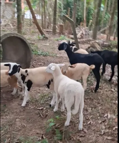 Ovelhas e Carneiros Itapecerica da serra 