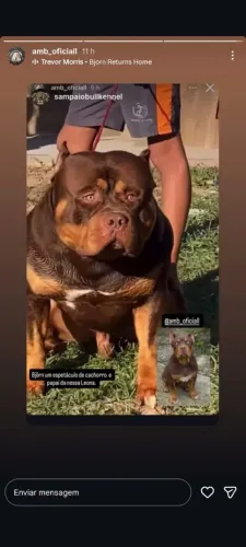 Pitmonster filhote 