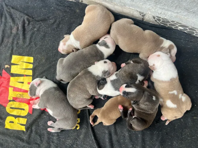 Vendo Filhotes de PitBull