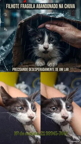 Gato frajola