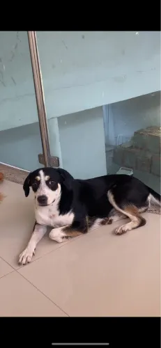 doação de cachorro