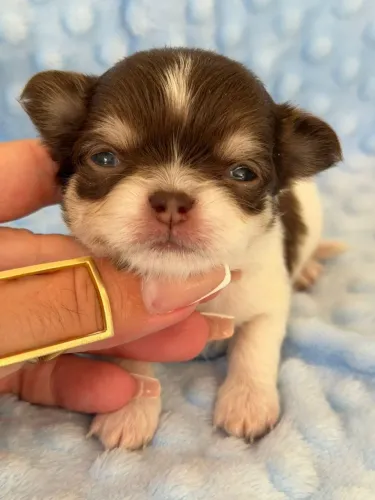 Chihuahua macho Pêlo longo Tricolor de chocolate para reserva