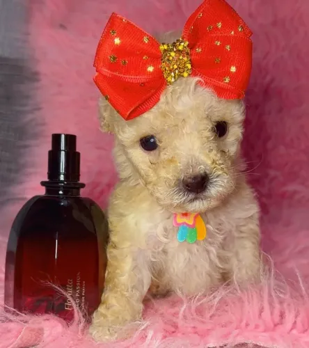 Femea Poodle miniatura