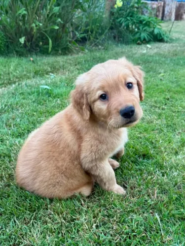 Golden retriever linhagem linda