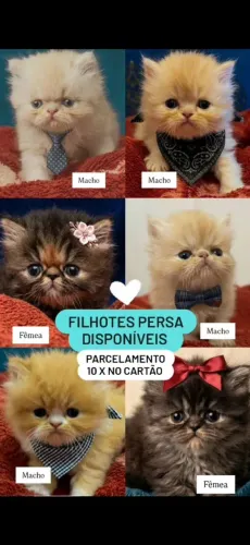 Gatos persas 