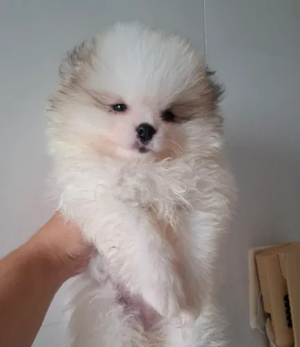 Filhote ursinho spitz alemao macho