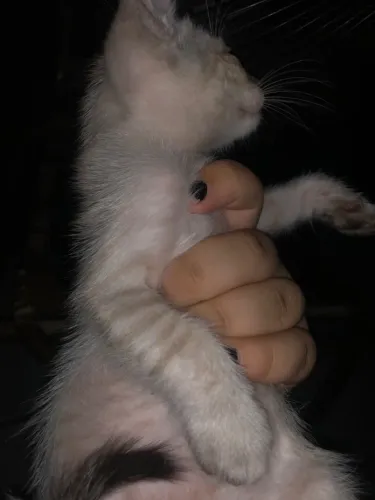 Gato adoção macho 