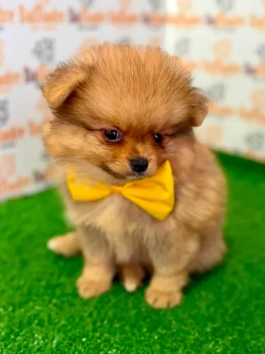 Spitz Alemão Macho 