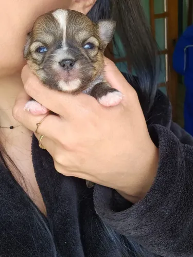 Filhote Chihuahua Macho