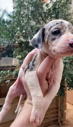 Filhote de Pitmonster Merle com pedigree