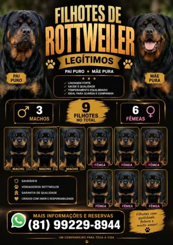 Filhotes de Rotwailler
