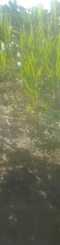 Tenho Cana caiana a venda
