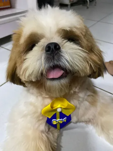 Shitzu macho para cruzar 