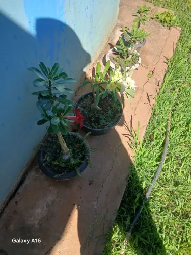 Pkantas