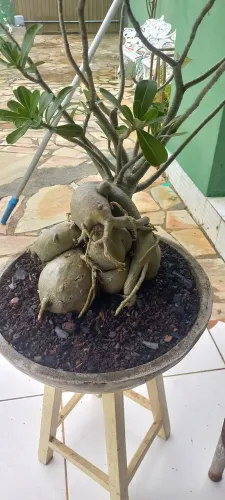 VD Rosa do Deserto já adubada e com a Bacia