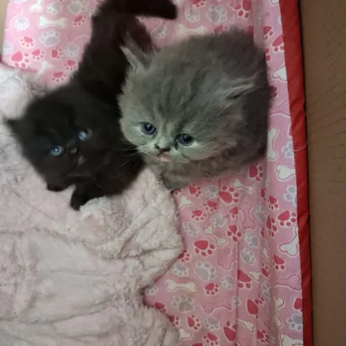 Filhote gato persa