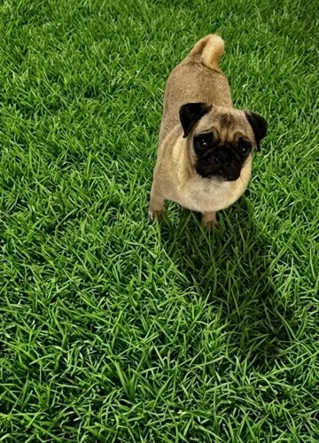 PUG adulta fêmea 