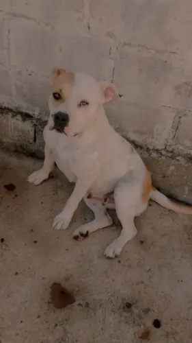 Filhote de Pitbull