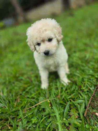 Poodle machinho porte médio retirar em Colombo