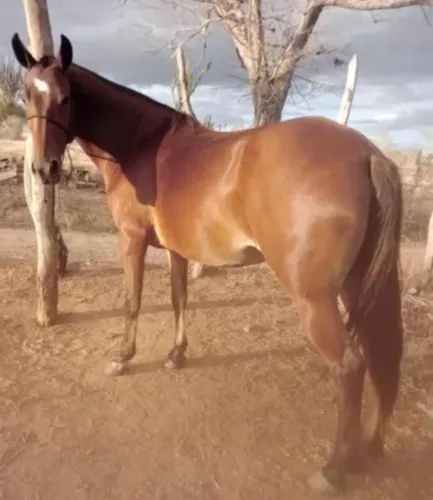 Egua macha picada disponível  entrega imediata?