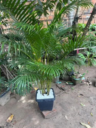 Plantas palmeiras 100 reais