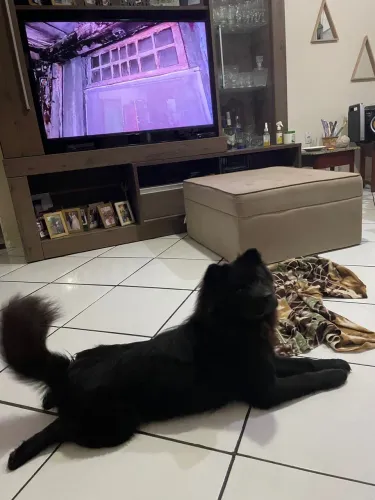 Cachorro chow-chow