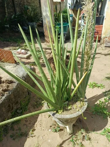 Plantas para jardim