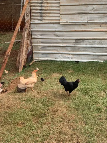 Galinha caipira com pintinhos