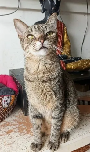 Gatinha linda para adoção.