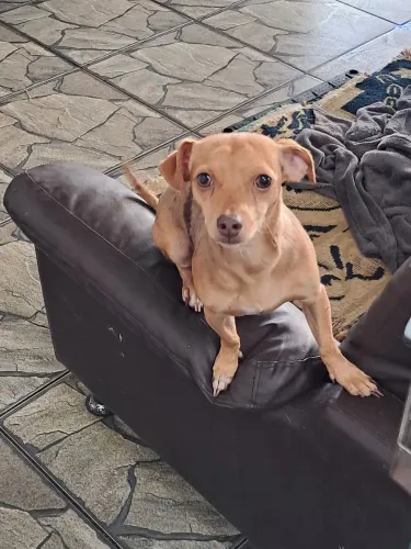 Cachorros