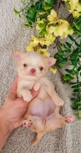 Bebezinho Chihuahua saudável com contrato e garantia de saúde