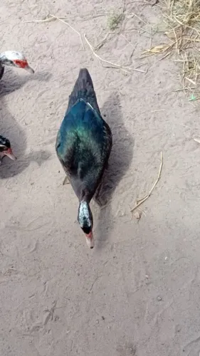 Patas