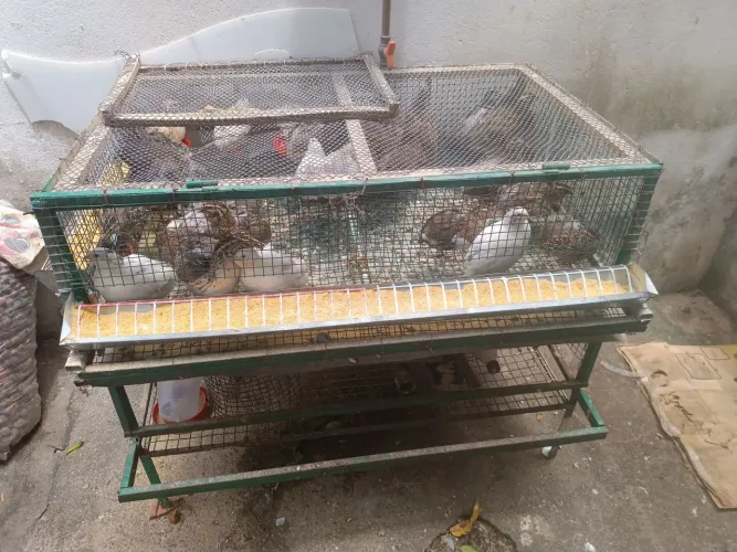 Vendo gaiola de dois andares, para codornas ou pintinhos , bem reforçada e com tela grossa